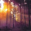 "Purple Sunset Forest" - watercolor speedpainting video Ein Projekt aus dem Bereich Video und Aquarellmalerei von Katarzyna Kmiecik - 02.01.2021