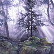 "Solitude in the Semi-Darkness" - how to paint trees in the misty forest Ein Projekt aus dem Bereich Aquarellmalerei, Video und Videobearbeitung von Katarzyna Kmiecik - 04.02.2022
