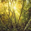 "Light in the Thicket" - speedpainting video. Watercolor Painting, Traditional illustration, Video, and Video Editing project by Katarzyna Kmiecik - 04.10.2020