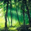 "Forest in the Hazy Light". Pintura em aquarela e Ilustração tradicional projeto de Katarzyna Kmiecik - 11.02.2022