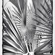 Goma Bicromatada Monocromo Palma Ave #1 (20x30 cms). Photograph, Arts, Crafts, Fine Arts, Painting, Photograph, Post-production, Digital Photograph, Fine-Art Photograph, Outdoor Photograph, and Film Photograph project by Tipia Lab - 02.12.2022
