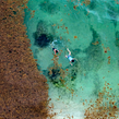 Un alga que ahoga el caribe mexicano. Un proyecto de Cine, vídeo, televisión, Vídeo, Producción audiovisual					 y Realización audiovisual de Gladys Serrano - 25.02.2022