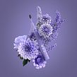 Burst Lavender. VFX, and 3D project by John Bashyam - 03.26.2022
