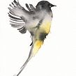 Birds in Europe. Un progetto di Illustrazione tradizionale, Pubblicità, Belle arti, Pittura, Scenografia, Pittura ad acquerello, Pittura decorativa, Illustrazione botanica e Illustrazione naturalistica di Silvia Molinari - 28.03.2022