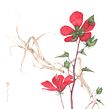 Ibiscus The Giant. Un progetto di Illustrazione tradizionale, Belle arti, Pittura ad acquerello, Illustrazione botanica e Illustrazione naturalistica di Silvia Molinari - 29.03.2022