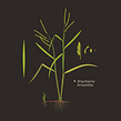Future Seeds - CIAT . Un projet de Br, ing et identité, T , et pographie de Santiago Arango - 11.04.2022