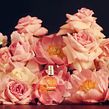Chanel | Botanical Set Design  . Design, Set Design, Art Direction, and Advertising project by Valentina Teinitzer (Studio de Pasquale) - 05.13.2022