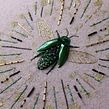 Jewel Beetle . Un projet de Broderie, Couture, Art textile , et Artisanat de Talisa May - 22.05.2022
