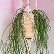 Nativo. Design, Interior Design, Macramé, Arts, and Crafts project by Daniela Chiñas - 06.21.2022