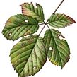 Leaf Portraits. Een project van Traditionele illustratie,  Botanische illustratie y Aquarelschilderen van Julia Trickey - 24.06.2022