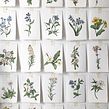 Botanical Art. Traditional illustration, Design, Fine Arts, Drawing, Creativit, Sketching, Watercolor Painting, Children's Illustration, Botanical Illustration, Sketchbook, Ink Illustration, Editorial Illustration, Naturalistic Illustration, Floral, Plant Design, and Decorative Painting project by Katie Putt - 06.27.2022