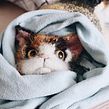 Characterful Cats Ein Projekt aus dem Bereich Stricken, Art To und Design von 3-D-Figuren von Claire Garland - 21.03.2021