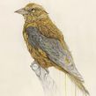 Golden Oriole. Drawing, Pencil Drawing, Colored Pencil Drawing, Ink Illustration, Watercolor Painting, Traditional illustration, Painting, and Naturalistic Illustration project by Vorja Sánchez - 07.08.2022