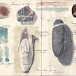 resoconto di un viaggio_ campionature del mare_2017. Traditional illustration, Education, Fine Arts, Painting, Calligraph, Pencil Drawing, Drawing, Watercolor Painting, Stor, telling, Artistic Drawing, Realistic Drawing, Botanical Illustration, Sketchbook, Narrative, and Gouache Painting project by Claudio Patanè - 07.11.2022