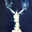 Homard végétal. Photograph, Fine-Art Photograph, Floral, Plant Design, and Fine Arts project by Carasco / Emilie Lacour - 07.25.2022