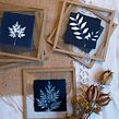 Carasco - Série "Petites Natures" - Cyanotypes encadrés entre-deux verres. Fine-Art Photograph, Arts, Crafts, Fine Arts, Floral, and Plant Design project by Carasco / Emilie Lacour - 08.03.2022