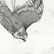 A Eulogy for Animals lost - Drawings for an exhibition about wildlife trafficking. Traditional illustration, Pencil Drawing, Drawing, Realistic Drawing, Artistic Drawing, Naturalistic Illustration, and Fine Arts project by Amy Dover - 08.24.2022