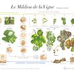 Projets d'illustrations botaniques scientifiques. Botanical Illustration, and Watercolor Painting project by Vincent Jeannerot - 09.05.2022