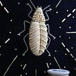 My project for course: Goldwork Embroidery for Beginners: Capture the Natural World. Un projet de Broderie , et Art textile de Talisa May - 16.09.2022