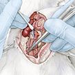 Microsurgery of a Rat. Un proyecto de Ilustración tradicional, Dibujo a lápiz e Ilustración naturalista				 de Ella Nitters - 19.09.2022