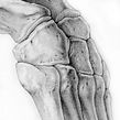 Bones of the Foot . Traditional illustration, Pencil Drawing, Naturalistic Illustration, and Realistic Drawing project by Ella Nitters - 09.20.2022