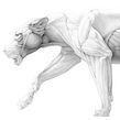 Musculoskeletal System of the Lion. Un proyecto de Ilustración tradicional, Ilustración naturalista				, Dibujo realista y Dibujo a lápiz de Ella Nitters - 21.09.2022