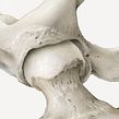 Hip Joint. Un proyecto de Ilustración tradicional, Dibujo realista, Dibujo a lápiz e Ilustración naturalista				 de Ella Nitters - 21.09.2022