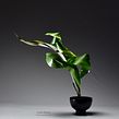 A Focus on Leaves. Arts, Crafts, Floral, and Plant Design project by Louise Worner - 10.26.2022