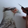 Carancho / Crested caracara. Ilustração tradicional, Pintura em aquarela, Artes plásticas, e Pintura projeto de Antonia Reyes Montealegre - 26.10.2022
