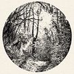 Forest Drawing. Een project van  Tekening,  Beeldende kunst y  Illustratie met inkt van Fujiko Rose - 13.11.2022