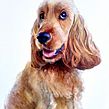 Watercolour painting of a spaniel  Ein Projekt aus dem Bereich Aquarellmalerei von Sarah Stokes - 20.11.2022