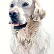 Watercolour painting of a Golden Retriever Ein Projekt aus dem Bereich Aquarellmalerei von Sarah Stokes - 27.11.2022