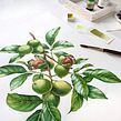 Watercolor Walnut and Fir for Liquor Labels. Un proyecto de Ilustración tradicional, Pintura a la acuarela y Packaging de Katerina Kolberg - 01.05.2019