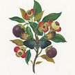 Insects & Foliage . Traditional illustration, Botanical Illustration, Watercolor Painting, and Gouache Painting project by Georgina Taylor - 12.07.2022