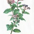 Viburnum tinus . Traditional illustration, Botanical Illustration, and Watercolor Painting project by Georgina Taylor - 12.07.2022