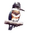 Belted Kingfisher. Un projet de Beaux Arts de Cole McNair - 14.12.2022