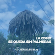 La Ciudad de México se queda sin palmeras . Podcasting, Roteiro, e Escrita de não ficção projeto de Julieta García González - 23.12.2022