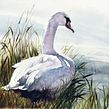 White swan in watercolour using manganese blue, Quinacridone magenta, lemon yellow and black   Ein Projekt aus dem Bereich Aquarellmalerei von Sarah Stokes - 10.01.2023