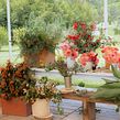 Taller en Rancho Chipicas. Un proyecto de Diseño floral y vegetal de Daniel Ruiz - 11.01.2023