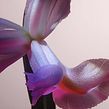 Sunshine Iris. Een project van Fotografie van Sam Hofman - 21.02.2023