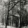 Continuidad de los bosques. Un proyecto de Fotografía, Bellas Artes, Estampación y Grabado de Juan Lara Hierro - 30.04.2009