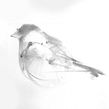 Bullfinch bird charcoal drawing step by step Ein Projekt aus dem Bereich Traditionelle Illustration, H, werk, Bildende Künste, Malerei, Bleistiftzeichnung, Zeichnung, Artistische Zeichnung und Realistische Zeichnung von Tianyin Wang - 18.04.2023
