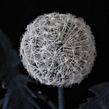 Cotton Denim Dandelion Clock Brooch. Design, Textile Design, Jewelr, Design, Arts, and Crafts project by Svetlana Faulkner - 06.04.2023