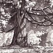 Inking Nature. Traditional illustration project by Heather Souliere - 06.19.2023