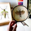 Fásmidos / Serie Anatomías. Un proyecto de Ilustración tradicional, Diseño, Ilustración naturalista				 y Creatividad de Pascale Marie Sabelle - 19.06.2023