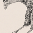 Carancho (Caracara plancus). Un proyecto de Ilustración tradicional, Ilustración digital e Ilustración naturalista				 de Pascale Marie Sabelle - 19.06.2023