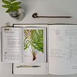 Helecho Costilla de vaca (Blechnum chilense) Ein Projekt aus dem Bereich Traditionelle Illustration, Naturalistische Illustration, Zeichnung und Aquarellmalerei von Pascale Marie Sabelle - 19.06.2023