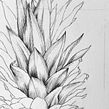 Piña (Ananas comosus). Un proyecto de Ilustración tradicional, Ilustración naturalista				, Dibujo a lápiz, Ilustración con tinta y Pintura a la acuarela de Pascale Marie Sabelle - 19.06.2023