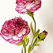 Claveles de papel pintados a mano. Un projet de Art floral et végétal, Théorie des couleurs, Design de papeterie , et Papercraft de Manuela Maya Rendón - 27.07.2023