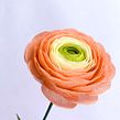 Ranúnculos de papel. Un proyecto de Papercraft, Dibujo con lápices de colores, Ilustración tradicional, Ilustración botánica, DIY, Diseño floral y vegetal de Manuela Maya Rendón - 10.02.2022